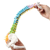 Flexible Spine Anatomy Model