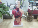 LYOU Human Torso Body Anatomy Model 11 inch with 15 Removable Parts for Student Medical School Nursing Educational